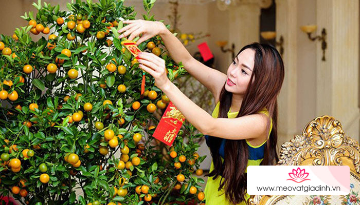 Ý nghĩa của cây quất ngày Tết và cách chăm sóc cây quất cảnh